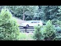 Deer Sighting 6/13/2024 part 2