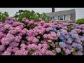 Come With Us to the Cape Cod Hydrangea Festival ⭐️ You Will Be Inspired by these Garden Designs