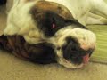 Maxwell Sleeping The Olde English Bulldog 1Year-1/2