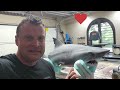 Humpty the 4FT Great White RC Shark!