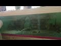 Watch my two fish swim back and forth|My pet fish pt 2