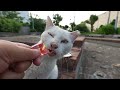 When I gave food to a scared cat who was hissing for food...Impressed cat video.
