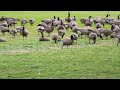 Geese In The Park #animallover #wildlife