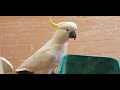 The lonely cockatoo visits on a windy day | chim két viếng thăm vào một ngày gió gào.