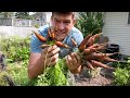6 Secrets For Growing PERFECT Carrots!
