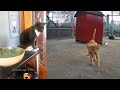 🐕😹 You Laugh You Lose Dogs And Cats 🐈😍 Funny Animal Moments 2024 #5