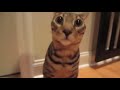Gato Sorprendido (video original)