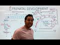 Prenatal Development - From Conception to Birth - Germinal Stage, Embryonic Stage, Fetal Stage