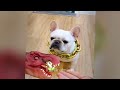 CLASSIC Dog and Cat Videos 🐱🐶😻 1 HOURS of FUNNY Clips 😂