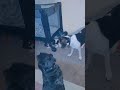 Buddy and Chloe playing with their pups