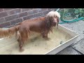 Mysti moo - Therapy Dog in Training - has fun paddling!