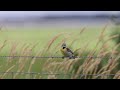 Dickcissel singing