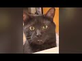 Try Not To Laugh 🤣 New Funny Cats  And Dog Video 😹 - MeowFunny Part 8