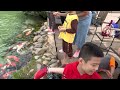 First time Ethan see Koi fishes
