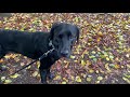 Developing The 'Heel' Position. Teaching a prey driven dog to recall. Clip 5