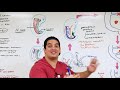 Embryology | Development of the Urinary System