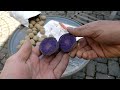 How to Grow Potatoes (2023)