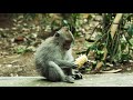 Island of Bali | Cinematic | Sony A7II