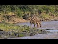 Giraffes Crossing the Mara River