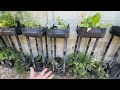 Garden Tour Growing Tomatoes Cucumbers Kale, Rethinking Container Gardening Vertical Trellis Growing