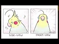 Funny Comics With Parrot Thought Twist #6 | Parrot Comic Dub