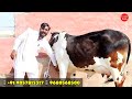 असली और नस्ली गाय 👍 Cholistani Sahiwal Tharparkar Cow 👌 25000₹ से कीमत शुरू Cow Videos Farm Talk