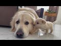 Puppy trying to make friends with a Golden Retriever