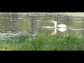 Indian Lake Campground Relaxing Moments #Indianlakecampground #Oregon #wildlife #femalesolotraveler