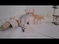 🤣 Funny Dog And Cat Videos 🐶🐱 Funny Cats Videos 😹🤣