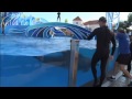 A dolphin at SeaWorld San Diego gives birth