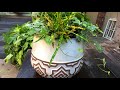 Houseplant arrangement for the kitchen counter