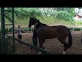 Training Chicago (Part 1): horse with trust issues