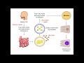 Lipid Transport (pt. 1)