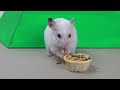 🐹 Hamster Escapes the  Pool Maze for Pets 🐹 in Hamster Stories