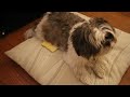 Cute Shih Tzu Rests with her Treat