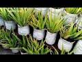 Aloe Vera in the Balcony Grow in Recycled Bottle.