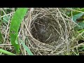 Bird Nesting Walk. No.13. Updates and New Finds!!