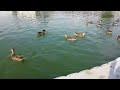 feeding swimming ducks