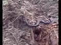 Found a black snake under a dead tree in my yard.                  ~~}EricQ}+