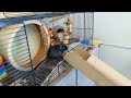 Are gerbils bad pets? | Pros & cons of owning gerbils