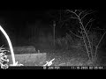 Coyote visit 11162023