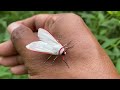 hidden gem:a variety of insects with amazing colors |beetle|orchid mantis|moth|katydid|caterpillar