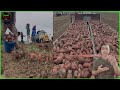 How Japanese farmers grow and harvest sweet potatoes | Processing of frozen baked sweet potatoes