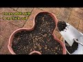 How To Grow Coriander From Seeds In 3 Days: Fastest Method of Coriander Seed Germination