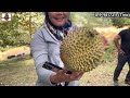 Rahsia seorang wanita urus 400 pokok durian Musang King sejak 20 tahun