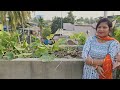 ভরপুর সবজি আর ফল তিন তলা বাড়ির ছাদে  / Fruit & vegetable Garden overview /