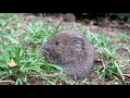 Tiny Cuddle Animal - Parry Gripp