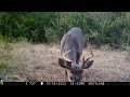 Buck 1