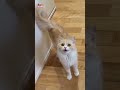 funniest animals angry and spoiled monkey cat 😸🙉🤣
