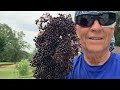 Roadside Elderberry bonanza increases my garden success